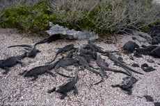 Galapagos-Tiere51.jpg